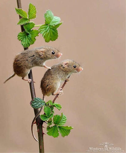 harvest-mice-photos-by-dean-mason-17