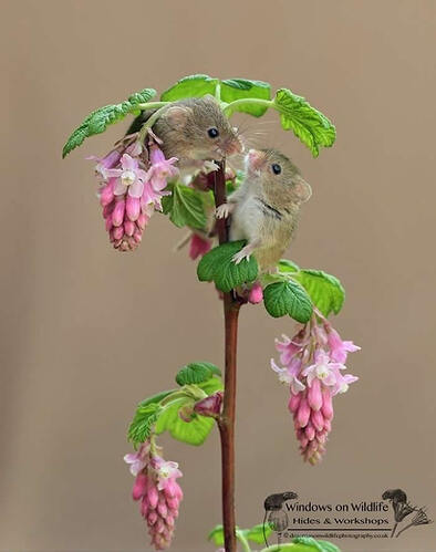 harvest-mice-photos-by-dean-mason-30