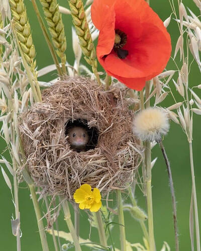 harvest-mice-photos-by-dean-mason-23