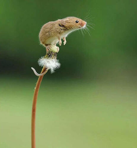 harvest-mice-photos-by-dean-mason-02