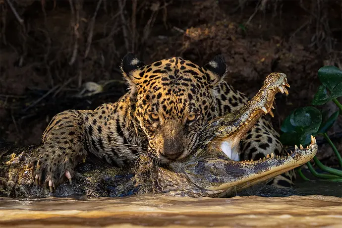 2325_6149_IanFord_UnitedKingdom_Open_NaturalWorldWildlife_2024-copy-1536x1024 (1)