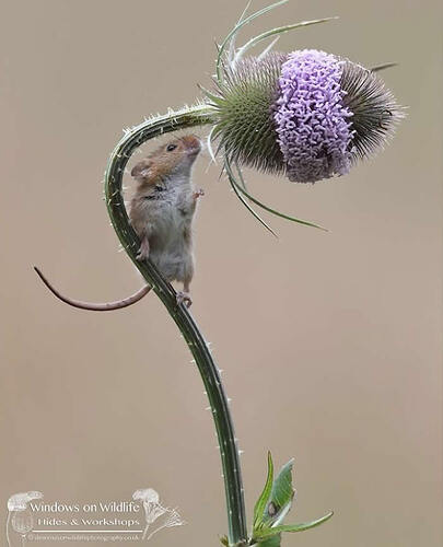 harvest-mice-photos-by-dean-mason-10