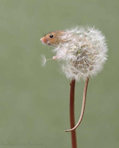 harvest-mice-photos-by-dean-mason-05
