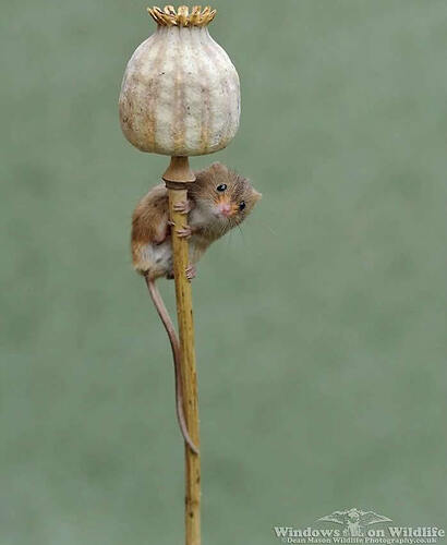 harvest-mice-photos-by-dean-mason-09