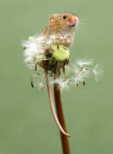 harvest-mice-photos-by-dean-mason-18