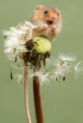 harvest-mice-photos-by-dean-mason-21