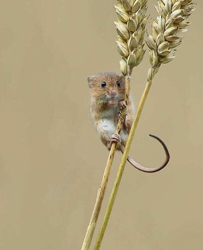 harvest-mice-photos-by-dean-mason-29