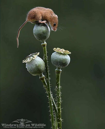 harvest-mice-photos-by-dean-mason-15