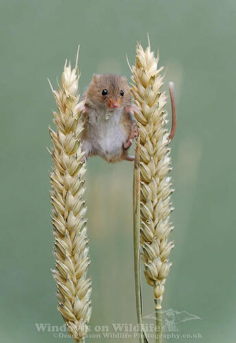 harvest-mice-photos-by-dean-mason-24
