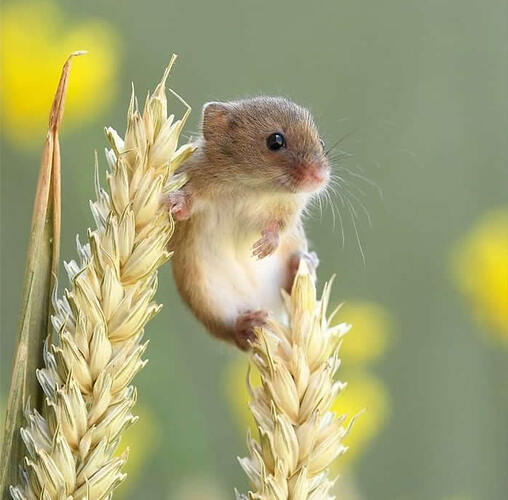 harvest-mice-photos-by-dean-mason-07